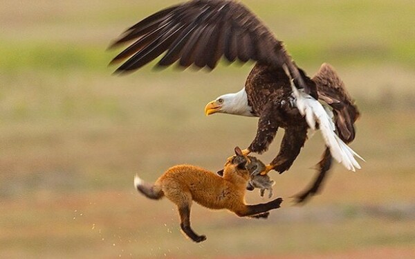 Μοναδική στιγμή στην άγρια φύση - Ένας αετός και μια αλεπού στον αέρα σε μάχη για τροφή