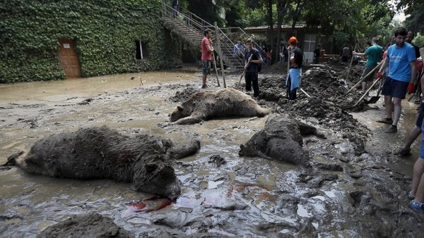 Tίγρης σκότωσε άντρα στη Τιφλίδα - Αρκετά ζώα ακόμη ελεύθερα στην πόλη μετά τις πλημμύρες