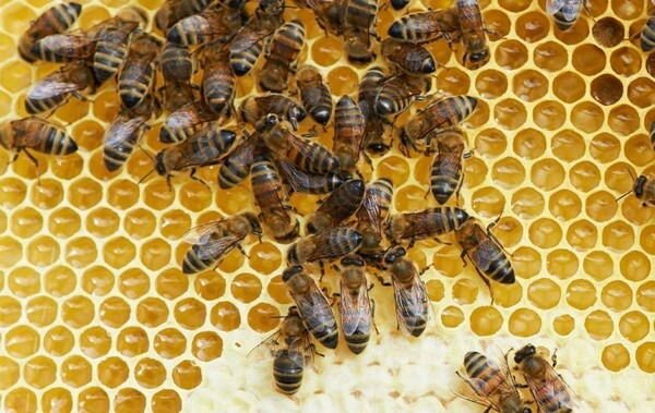 Μυστήριο με 34χρονο που είπαν πως πέθανε από μέλισσα - Δεν βρέθηκε σημάδι από τσίμπημα