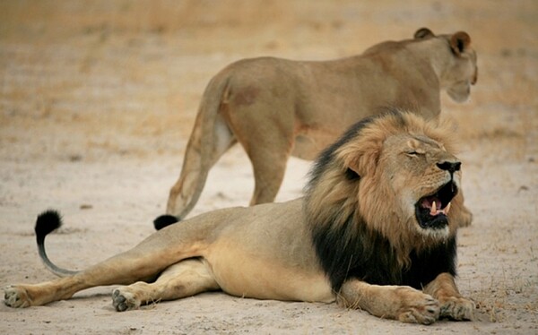 Τα μωρά του λιονταριού Cecil προστατεύονται από τον αδελφό του