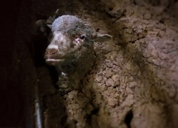 Αυστραλία: Μέτρα για τις εξαγωγές ζώων φάρμας μετά το σοκαριστικό βίντεο με τα στοιβαγμένα πρόβατα σε πλοίο (ΣΚΛΗΡΕΣ ΕΙΚΟΝΕΣ)