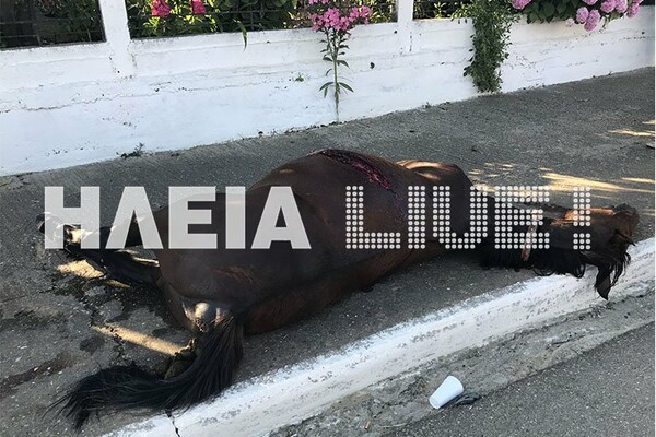 Σοβαρό τροχαίο στην Ηλεία με έγκυο οδηγό - Συγκρούστηκε με άλογο