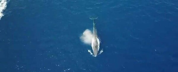 Μια πελώρια γαλάζια φάλαινα εμφανίστηκε σε σημείο που ξαφνιάζει τους επιστήμονες