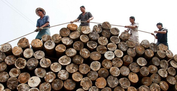Η Κίνα απαγόρευσε την υλοτομία σε όλα τα δάση της