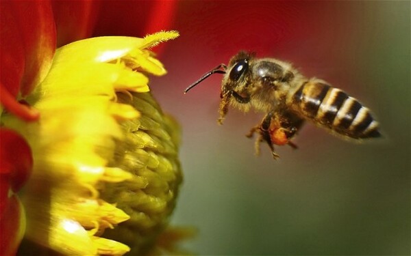 Οι μέλισσες πεθαίνουν από ιό που εξαπλώνεται μέσω των ανθρώπων