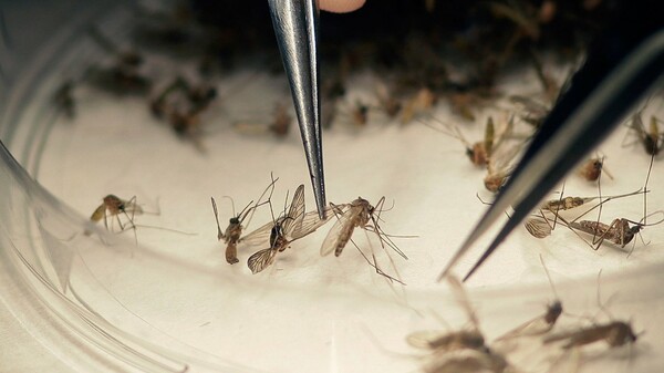 ΗΠΑ και Κίνα κάνουν πειράματα και απελευθερώνουν εκατομμύρια γενετικά τροποποιημένα κουνούπια