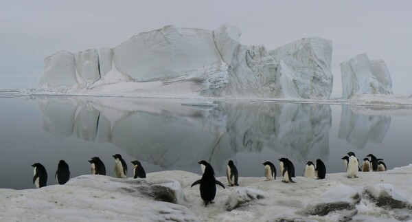 Πώς ένα παγόβουνο στο μέγεθος της Ρώμης ευθύνεται για το θάνατο 150.000 πιγκουίνων μιας αποικίας