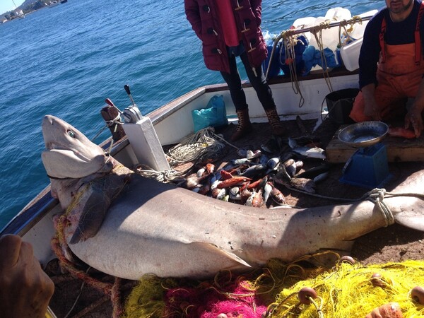 Kαρχαρίας 2,5 μέτρων αλιεύθηκε σήμερα στην Ύδρα