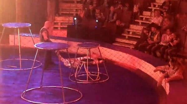 Τίγρης σε τσίρκο κατέρρευσε με σπασμούς στη διάρκεια παράστασης- Οργή για την αντίδραση του εκπαιδευτή