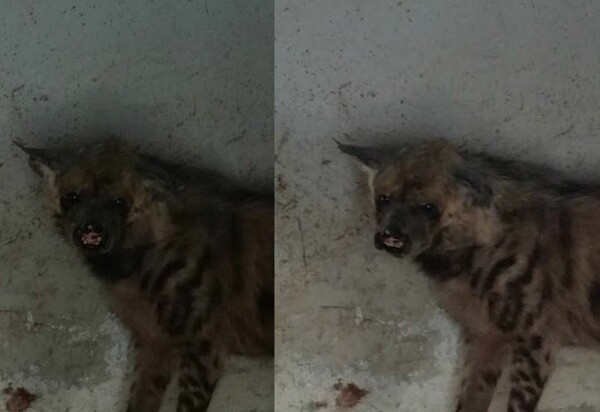 Εικόνες σοκ στο ζωολογικό κήπο της εμπόλεμης Υεμένης