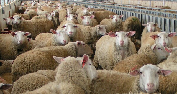 Άγνωστος δηλητηρίασε ένα ολόκληρο κοπάδι πρόβατα