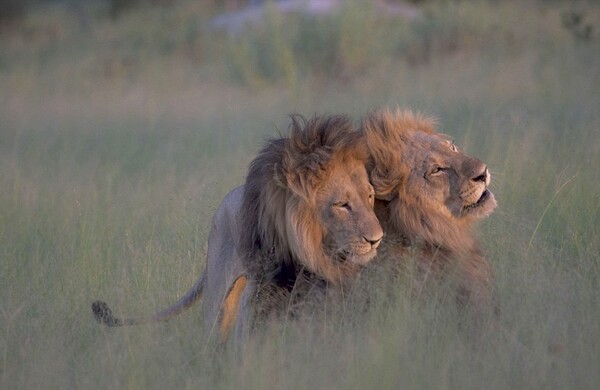 Σπάνια καταγραφή αρσενικών λιονταριών που ερωτοτροπούν μεταξύ τους