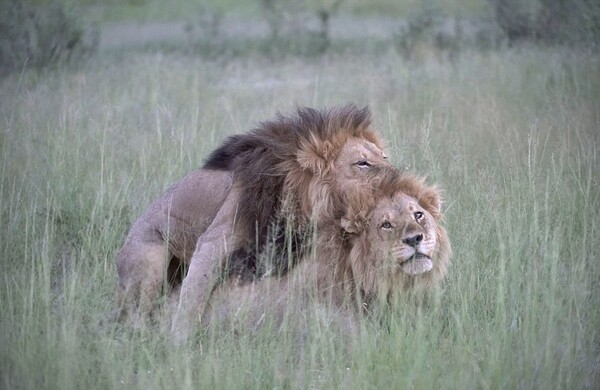 Σπάνια καταγραφή αρσενικών λιονταριών που ερωτοτροπούν μεταξύ τους