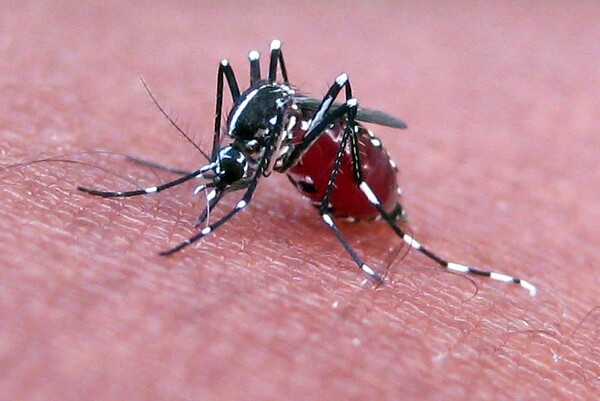 Τα κουνούπια επιλέγουν "θύμα" βάσει γονιδίου