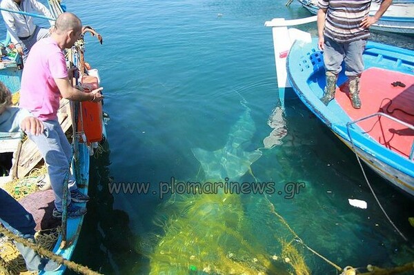 Καρχαρίας 7,5 μέτρων πιάστηκε στη Λέσβο