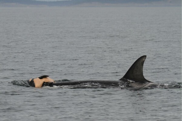Επιστήμονες καταγράφουν την σπάνια στιγμή του θρήνου μιας φάλαινας για το μωρό της