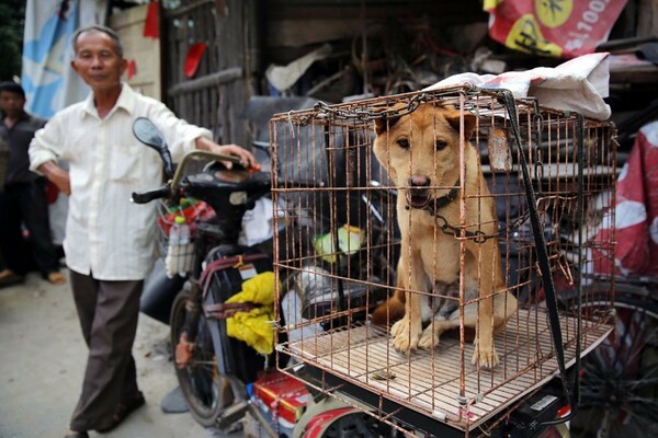 Oι πρώτες σοκαριστικές εικόνες από το Υulin - Xιλιάδες σκύλοι καταφθάνουν σε κλουβιά για να σφαγιαστούν αύριο στο αμφιλεγόμενο φεστιβάλ