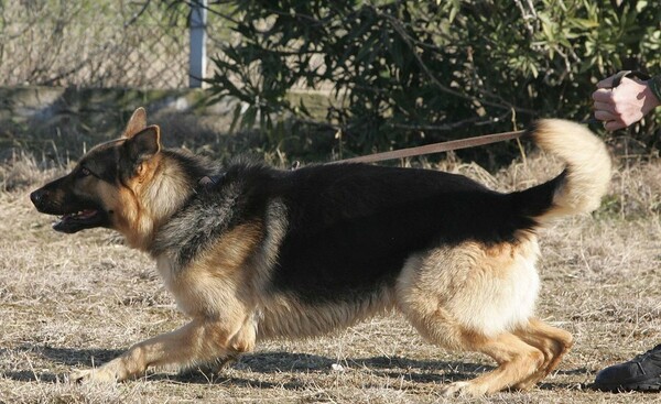 Κρήτη: Κατάλληλα εκπαιδευμένοι σκύλοι κατάφεραν να εντοπίσουν φόλες