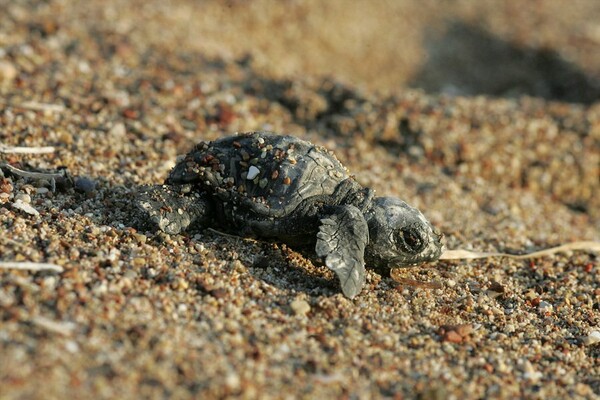 Ενθαρρυντικά νέα για την θαλάσσια χελώνα caretta- caretta. Η παραγωγικότερη χρονιά της τελευταίας δεκαετίας το 2016