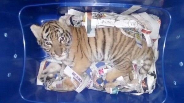 Στριμώχνοντας στις αποσκευές μια τίγρη Βεγγάλης..!
