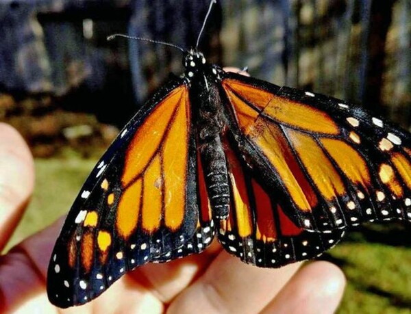 Διορθώνοντας το σπασμένο φτερό μιας πεταλούδας