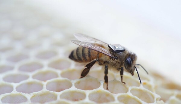 Μικροτσίπ βοηθούν στην ερμηνεία του φαινομένου αφανισμού των μελισσών