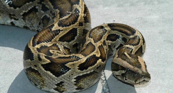 ΗΠΑ: Ένα τεράστιο φίδι φοβίζει τους κατοίκους σε πόλη του Μέιν