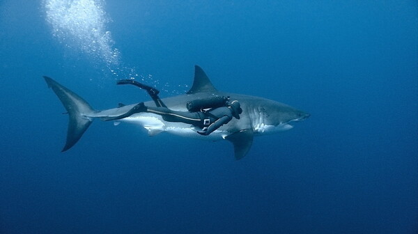 Υποβρύχια κάμερα κατέγραψε για πρώτη φορά έναν λευκό καρχαρία να κοιμάται