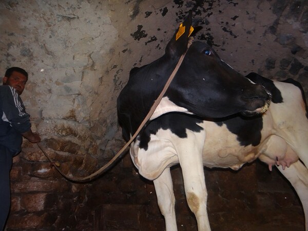 Συρία: Είχαν κρύψει πυρομαχικά μέσα σε ζωντανή αγελάδα