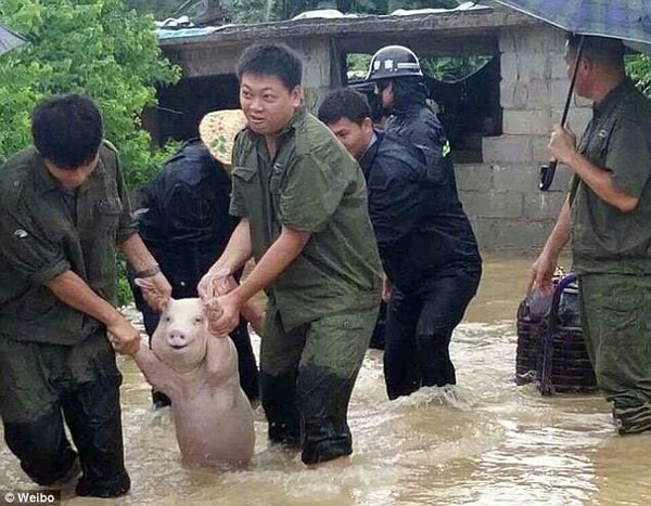 Η φωτογραφία ενός γουρουνιού που «χαμογελάει» την ώρα που σώζεται από πλημμύρες έγινε viral στην Κίνα