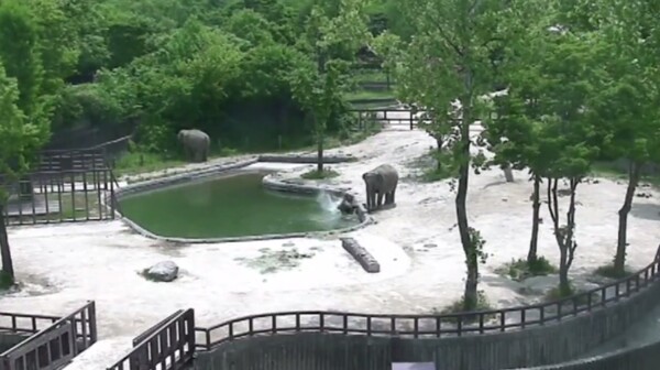 Η στιγμή του πανικού και η διάσωση ενός μικρού ελέφαντα που έπεσε σε λίμνη ζωολογικού κήπου