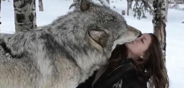 Πελώριος λύκος εξαπολύει επίθεση αγάπης σε κοπέλα που εργάζεται σε πάρκο άγριας ζωής