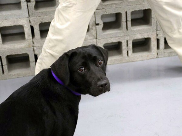 Η CIA «απέλυσε» έναν σκύλο επειδή αντί να εντοπίζει εκρηκτικά και βόμβες προτιμούσε το παιχνίδι