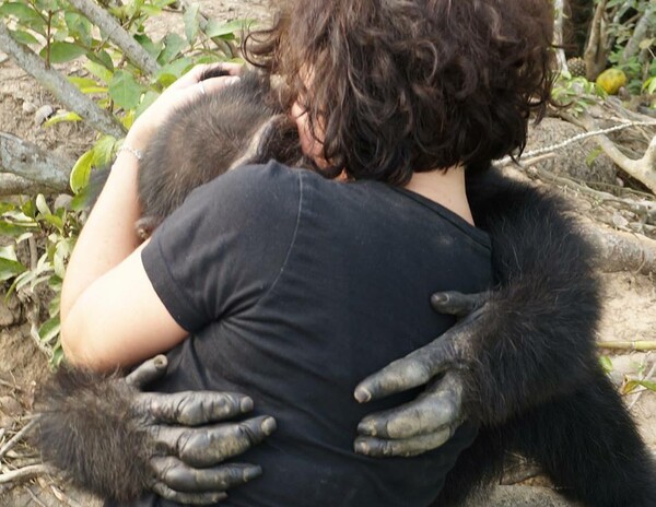Ο Ponso, ο πιο μοναχικός χιμπαντζής του πλανήτη, εγκαταλείφθηκε σε ένα νησί αλλά λατρεύει τις αγκαλιές
