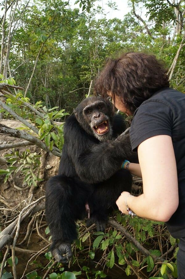 Ο Ponso, ο πιο μοναχικός χιμπαντζής του πλανήτη, εγκαταλείφθηκε σε ένα νησί αλλά λατρεύει τις αγκαλιές