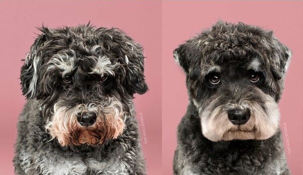 Σκυλιά πριν και μετά την επίσκεψή τους στο κομμωτήριο