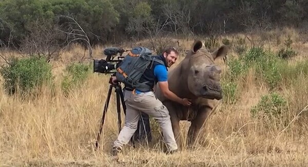 Η στιγμή που ένας θηλυκός ρινόκερος πλησιάζει έναν κάμεραμαν γιατί θέλει χάδια στην κοιλιά