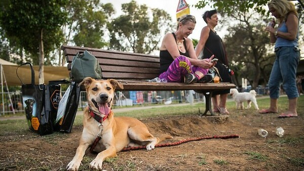 Στο Τελ Αβίβ υπάρχουν δεκάδες δημόσια πάρκα και παραλίες ειδικά για τους 25.000 σκύλους που ζουν εκεί