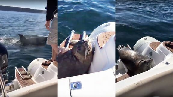 H απίστευτη φώκια που πήδηξε στη βάρκα ανθρώπων για να γλιτώσει από φάλαινες δολοφόνους