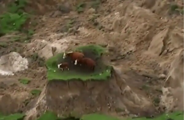 Νέα Ζηλανδία: Αγελάδες εγκλωβίστηκαν σε νησίδα που δημιουργήθηκε από τον σεισμό