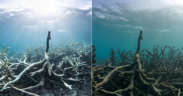 Επιβεβαιώθηκε πως ο θάνατος των κοραλλιών είναι ο πιο εκτεταμένος στην ιστορία του Μεγάλου Κοραλλιογενή Υφάλου