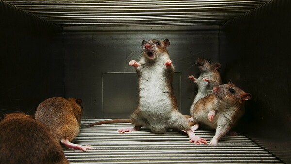 Υπάρχει κάτι που μπορεί να κάνει τα ποντίκια «φονικές μηχανές» και οι ερευνητές μάλλον το βρήκαν