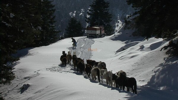 Η ΕΜΑΚ διέσωσε 20 εγκλωβισμένα άλογα από τα χιονισμένα βουνά της Πίνδου