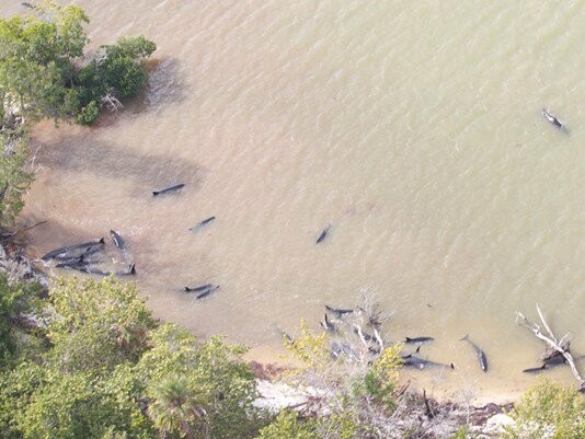 ΗΠΑ: Περισσότερα από 80 δελφίνια πέθαναν αφού εξώκειλαν στις ακτές της Φλόριντα