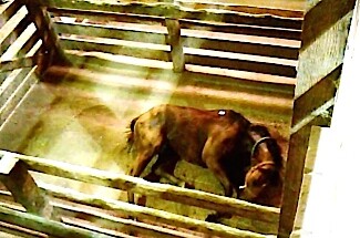 Κάθε χρόνο περισσότερα από 100.000 άλογα στέλνονται από τις ΗΠΑ σε άλλες χώρες με μοναδικό σκοπό να σφαγιαστούν