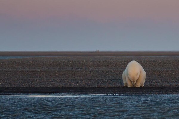 Μια φωτογράφος κατέγραψε κάτι ανησυχητικά λάθος απαθανατίζοντας πολικές αρκούδες στην Αλάσκα