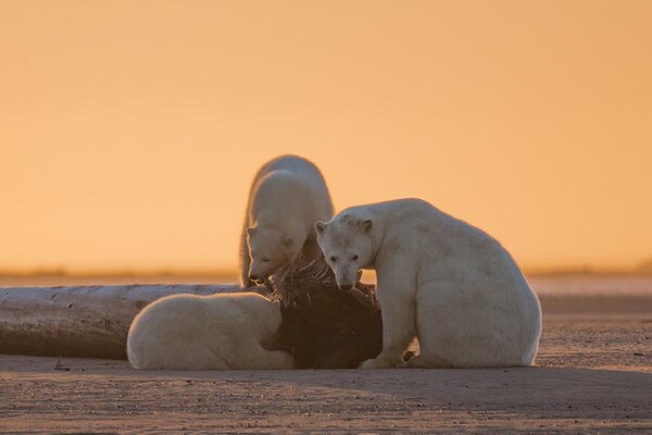Μια φωτογράφος κατέγραψε κάτι ανησυχητικά λάθος απαθανατίζοντας πολικές αρκούδες στην Αλάσκα