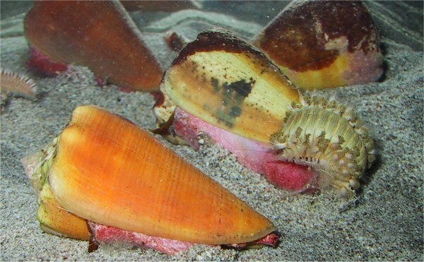 Ανακαλύφθηκε ισχυρό αναλγητικό από το δηλητήριο θαλάσσιου σαλιγκαριού