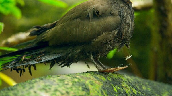 Η μακάβρια πρακτική του εξωτικού δέντρου που φαίνεται να σκοτώνει τα πουλιά χωρίς λόγο