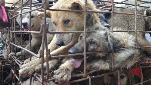 Η Ταϊβάν γίνεται η πρώτη χώρα στην Ασία που απαγορεύει την κατανάλωση κρέατος σκύλου και γάτας
